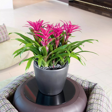 Кашпо Lechuza Classico LS 21 Антрацит
